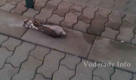 Sokol myšiar leží mŕtvy na zemi po náraze do sklenej výplne zastávky.